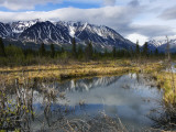 Beaver Pond Beneath Peaks of the St Elias Range Fotografisk tryk af Michael Gebicki