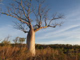 Boab (Adansonia Gregorii) in Dry Season When Tree Is Deciduous, Calder River, West Kimberley Photographie par Grant Dixon