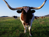 Texas Longhorn Cattle Photographie par John Elk III
