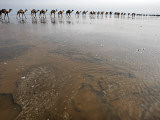 Hundreds of Camels Coming in to Lake Asele to Collect Salt Blocks Photographic Print by Johnny Haglund