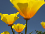 Yellow California Poppies (Eschscholzia Californica) Photographic Print by Emily Riddell