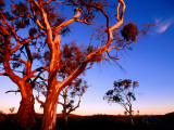 Roadside Gum Trees, Carrieton Photographie par Ian Connellan