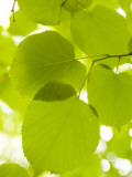 Leaves of Linden Tree, Botanic Gardens Photographie par Greg Elms