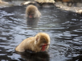 Snow Monkeys (Japanese Macaque) in Jigokudani Yaen-Koen Hot Spring Photographic Print by Frank Carter
