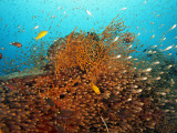School of Glasfish Photographic Print by Johnny Haglund