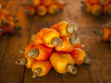 Caju or Cashew Fruit Photographic Print by Huw Jones
