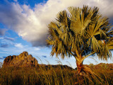 Endemic Bismarck Palm (Bismarckia Nobilis) with Distant Rocky Outcrop Photographic Print by Karl Lehmann