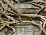 Detail of Tree Roots Overgrowing Ruins of Angkor Temple at Beng Mealeay Photographic Print by Grant Dixon