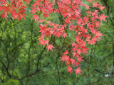 Contrasting Autumn Leaves, Arishiyama District Photographic Print by Gerard Walker