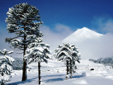 Araucaria (Monkey Puzzle) Trees in Snow Below Volcan Llaima, La Aracucania Region Photographie par Grant Dixon
