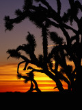 Joshua Trees Silhouetted at Sunset, Mojave National Preserve Photographic Print by Curtis Martin