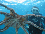Diver Looking at Octopus at Blue Safari Submarine Photographic Print by Holger Leue