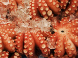 Octopus for Sale at the Tsukiji Central Fish Market Photographic Print by Krzysztof Dydynski