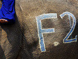 Chalk Drawn Number on Elephant Hide at Elephant Polo King's Cup Photographie par Felix Hug