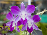 Orchidée en fleur Photographie par Holger Leue