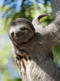 Sloth Living in Parque Centenario Photographic Print by Margie Politzer