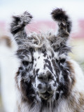 Portrait of a Llama, Estancia Rio Penitente, Near Punta Arenas, Patagonia Photographic Print by Holger Leue