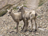 Young Mountain Goats Photographic Print by Douglas Steakley