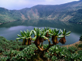 Crater Lake on Visoke Volcano, with Distinctive Groundsel Trees Photographic Print by Grant Dixon