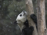 Giant Panda Cub Climbing Tree with Snow Falling Down Photographie par Keren Su