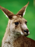 Daniel Boag - Portrait of an Eastern Grey Kangaroo - Fotografik Baskı Daniel Boag - Portrait of an Eastern Grey Kangaroo - Fotografik Baskı