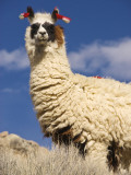 Alpaca (Vicugna Pacos) Fotografie-Druck von John Elk III