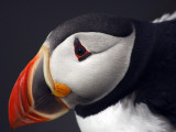 Puffin on Snaefellsnes Peninsula Photographic Print by Douglas Steakley