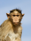 Bonnet Macaque, Badami Caves Photographic Print by Hira Punjabi