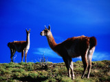 Guanacos Pausing from Grazing Photographic Print by Gareth McCormack