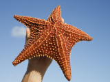 Person Holding Up Large Starfish at Curacao Sea Aquarium, Bapor Kibra Photographic Print by Holger Leue