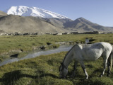 White Horse Infront of a Snow Capped Muztagh Ata at Lake Karakul, Near Kashgar Photographie par Christopher Herwig