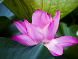 Lotus Flower Detail, West Lake Fotografie-Druck von Greg Elms