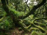 Wistmans Wood Near Two Bridges Lámina fotográfica por Feargus Cooney Wistmans Wood Near Two Bridges Lámina fotográfica por Feargus Cooney