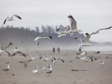 Seagulls on Beach Photographic Print by Christopher Herwig
