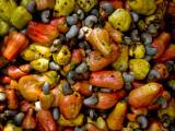 Fermenting Cashew Fruits, with Nut Attached, to Make Fenny at Sahakari Spice Farm, Ponda Fotografie-Druck von Greg Elms