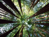 Redwood Grove Photographic Print by Douglas Steakley
