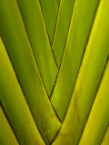 Detail of Palm Leaf Photographic Print by Guylain Doyle