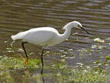 Great White Heron in Elkhorn Slough Photographic Print by Douglas Steakley