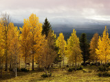 Autumn Yellow Aspens with Snowcapped Fjells in Background Photographic Print by Christer Fredriksson