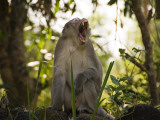 Long-Tailed Macaque Monkeys in Trees Near Park Entrance, Cat Tien National Park Photographic Print by Grant Dixon
