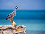 Adult Yellow-Crowned Night-Heron at Barracuda's, Cape Eleuthera Photographic Print by Michael Lawrence