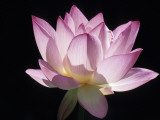 Lotus Flower (Nelumbo Lutea) Photographic Print by Holger Leue