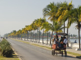 Horse Cart Bus Going Down Palm Tree-Lined Paseo Del Prado Photographie par Frank Carter