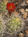 Claret Cup Cactus in Bloom Photographic Print by John Elk III