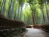 Bamboo Forest Walkway, Arashiyama District Photographie par Rachel Lewis