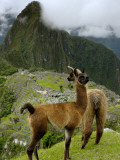 Shania Shegedyn - Llama at Machu Picchu - Fotografik Baskı Shania Shegedyn - Llama at Machu Picchu - Fotografik Baskı