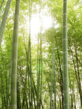Bamboo Forest at Fushimi Inari Shrine Photographic Print by Mark Hemmings