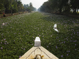 Water-Hyacinth Clogged Canal Between Alappuzha and Kottayam Photographic Print by Anders Blomqvist