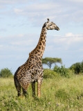Maasai Giraffe (Giraffa Camelopardalis Tippelskirchi Photographie par Ariadne Van Zandbergen