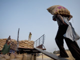 Sacks Being Hauled onto Trucks Fotografie-Druck von April Maciborka